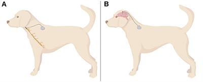 Neurostimulation as a Method of Treatment and a Preventive Measure in Canine Drug-Resistant Epilepsy: Current State and Future Prospects